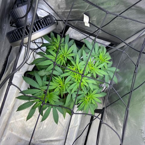 Jilly Bean Lime growlog timeline photo