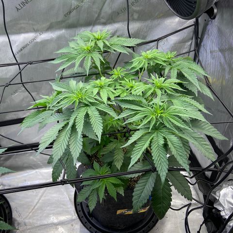 Humboldt CSI Triangle Kush x Gorilla Glue #4 growlog timeline photo