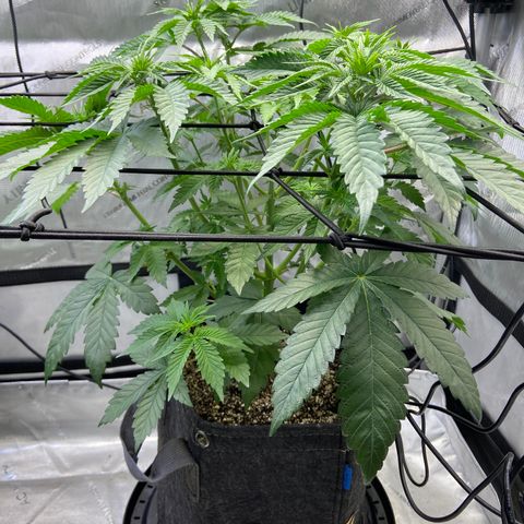 Humboldt CSI Triangle Kush x Gorilla Glue #4 growlog timeline photo