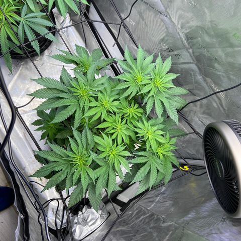 Humboldt CSI Triangle Kush x Gorilla Glue #4 growlog timeline photo