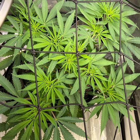 Jilly Bean Lime growlog timeline photo