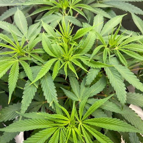 Jilly Bean Lime growlog timeline photo