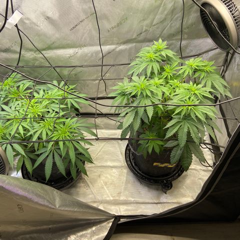 Jilly Bean Lime growlog photo: Trim