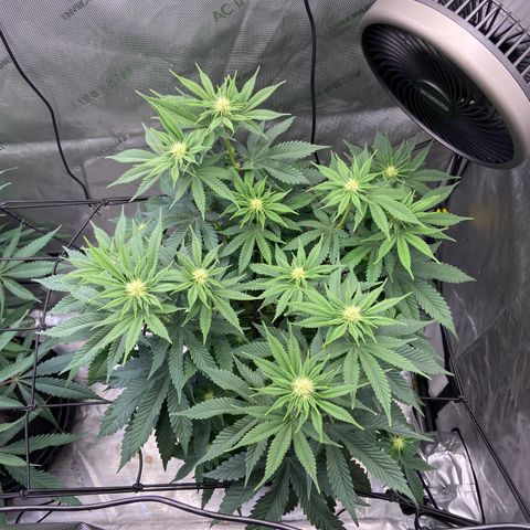 Humboldt CSI Triangle Kush x Gorilla Glue #4 growlog timeline photo