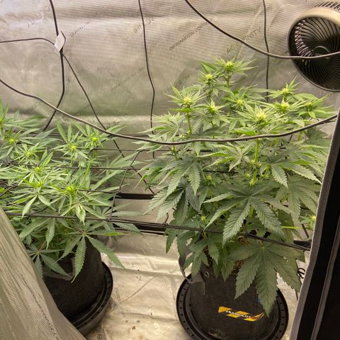 Humboldt CSI Triangle Kush x Gorilla Glue #4 growlog timeline photo