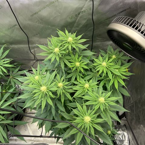 Humboldt CSI Triangle Kush x Gorilla Glue #4 growlog photo: Watered with biobloom today