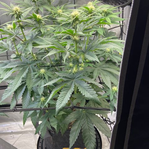 Humboldt CSI Triangle Kush x Gorilla Glue #4 growlog photo: Watered with biobloom today