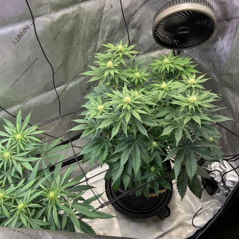 Humboldt CSI Triangle Kush x Gorilla Glue #4 growlog photo: Watered with biobloom today