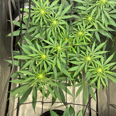 Jilly Bean Lime growlog timeline photo