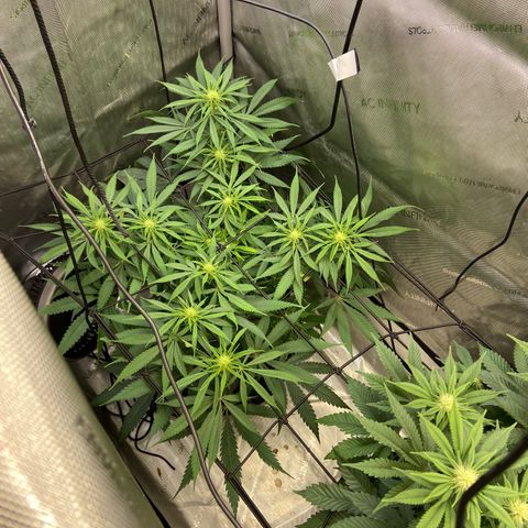Jilly Bean Lime growlog timeline photo
