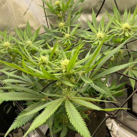 Jilly Bean Lime growlog timeline photo