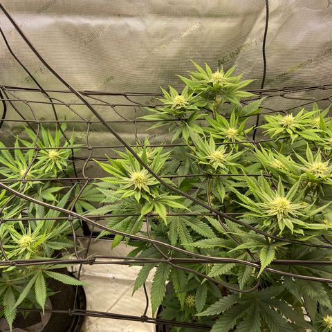 Humboldt CSI Triangle Kush x Gorilla Glue #4 growlog timeline photo