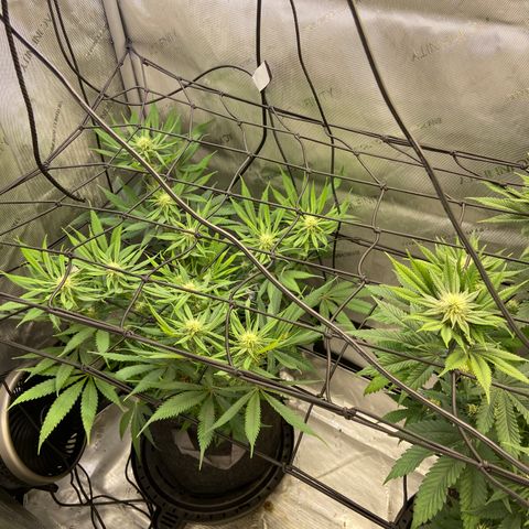 Jilly Bean Lime growlog timeline photo