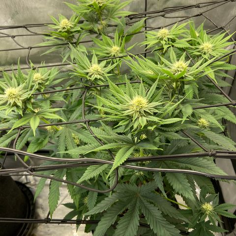 Humboldt CSI Triangle Kush x Gorilla Glue #4 growlog timeline photo