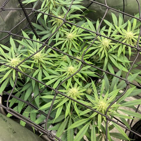 Jilly Bean Lime growlog timeline photo