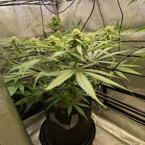 Jilly Bean Lime growlog timeline photo