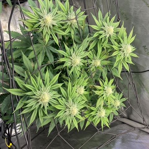 Humboldt CSI Triangle Kush x Gorilla Glue #4 growlog timeline photo