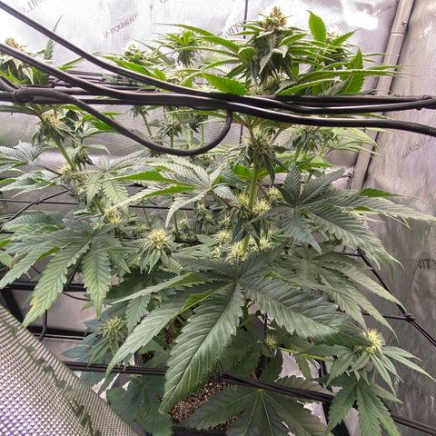Humboldt CSI Triangle Kush x Gorilla Glue #4 growlog timeline photo