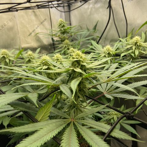 Jilly Bean Lime growlog timeline photo