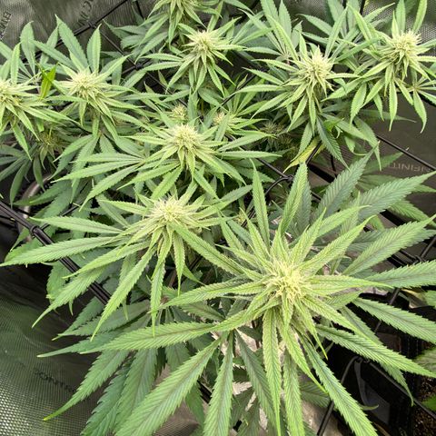 Jilly Bean Lime growlog timeline photo