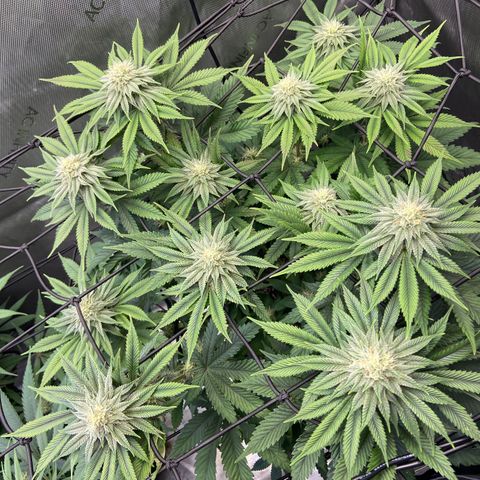 Humboldt CSI Triangle Kush x Gorilla Glue #4 growlog timeline photo
