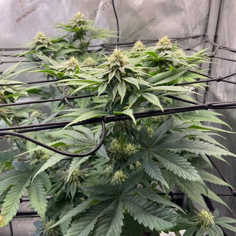 Humboldt CSI Triangle Kush x Gorilla Glue #4 growlog timeline photo