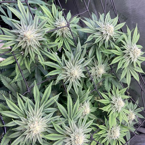 Humboldt CSI Triangle Kush x Gorilla Glue #4 growlog timeline photo