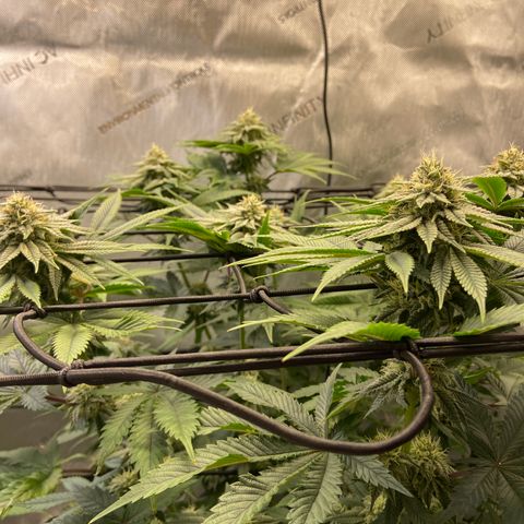 Humboldt CSI Triangle Kush x Gorilla Glue #4 growlog timeline photo