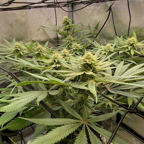 Jilly Bean Lime growlog timeline photo