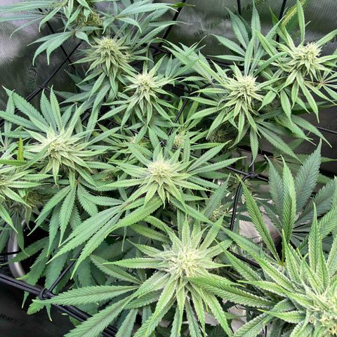 Jilly Bean Lime growlog timeline photo