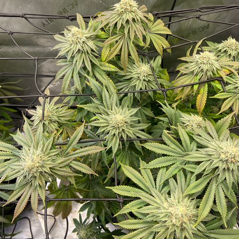 Humboldt CSI Triangle Kush x Gorilla Glue #4 growlog timeline photo