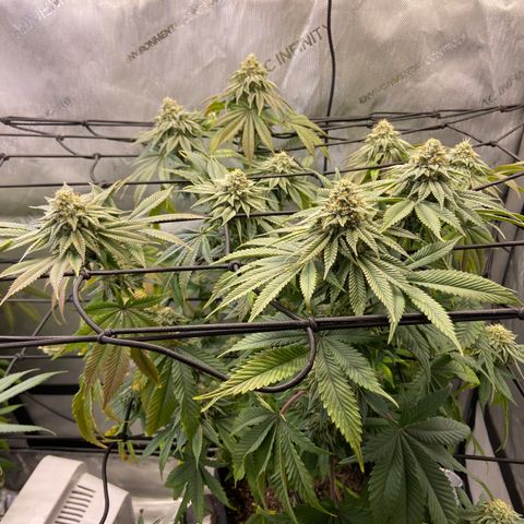 Humboldt CSI Triangle Kush x Gorilla Glue #4 growlog timeline photo