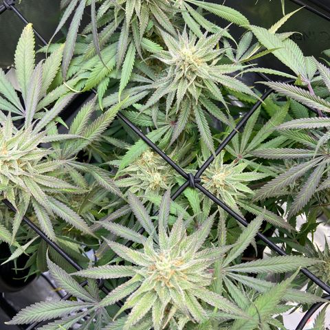 Jilly Bean Lime growlog timeline photo