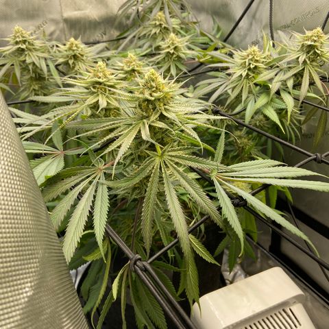 Jilly Bean Lime growlog timeline photo