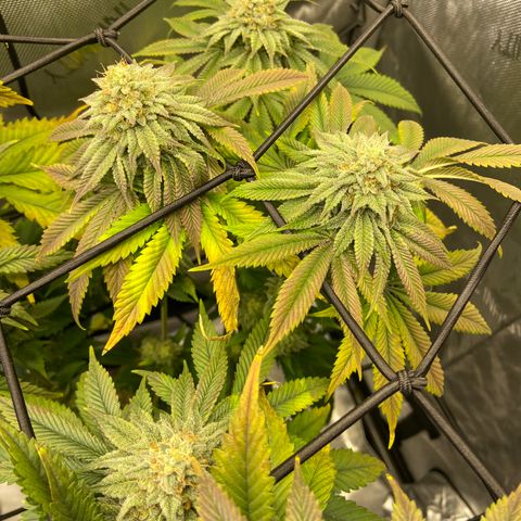 Humboldt CSI Triangle Kush x Gorilla Glue #4 growlog timeline photo