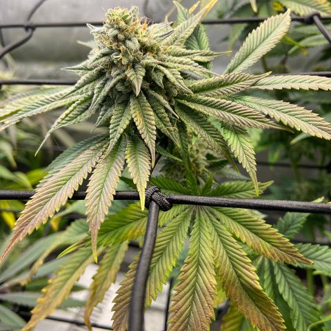 Humboldt CSI Triangle Kush x Gorilla Glue #4 growlog timeline photo
