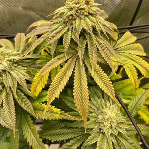 Humboldt CSI Triangle Kush x Gorilla Glue #4 growlog timeline photo