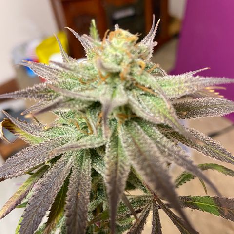 Jilly Bean Lime growlog timeline photo