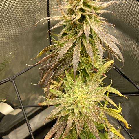 Jilly Bean Lime growlog timeline photo