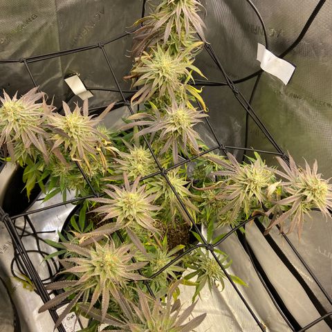 Jilly Bean Lime growlog timeline photo