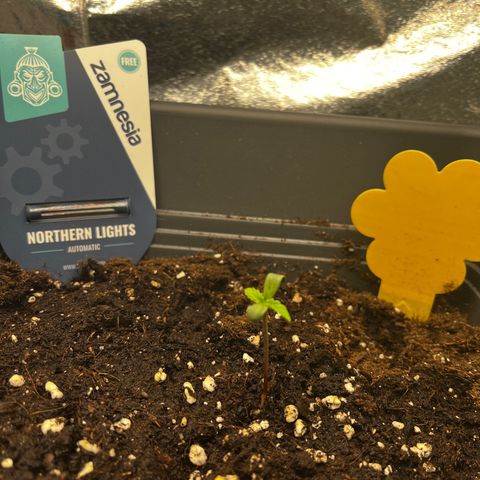 Auto Northern Lights growlog photo: Spargelt: Licht runter und stärker gesetzt