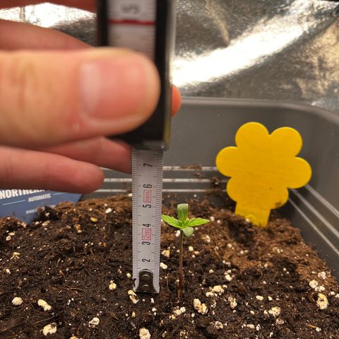 Auto Northern Lights growlog timeline photo