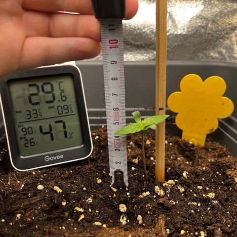 Auto Northern Lights growlog timeline photo