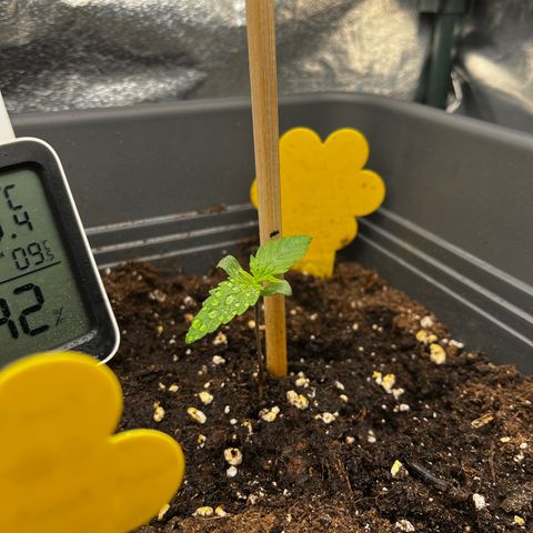 Auto Northern Lights growlog timeline photo