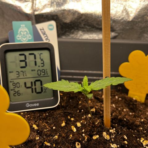 Auto Northern Lights growlog timeline photo