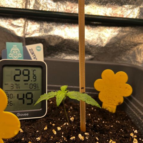 Auto Northern Lights growlog timeline photo