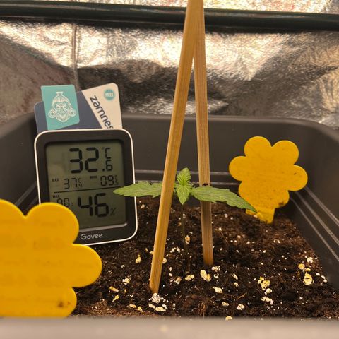 Auto Northern Lights growlog photo: Blätter nach dem gießen wieder oben