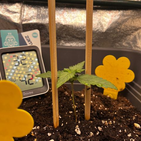 Auto Northern Lights growlog photo: Pflanze gedünngt