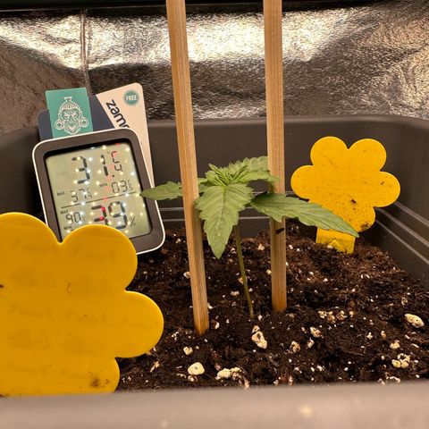 Auto Northern Lights growlog timeline photo