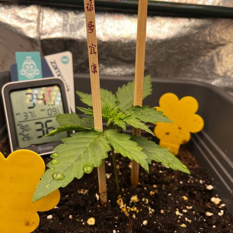 Auto Northern Lights growlog timeline photo